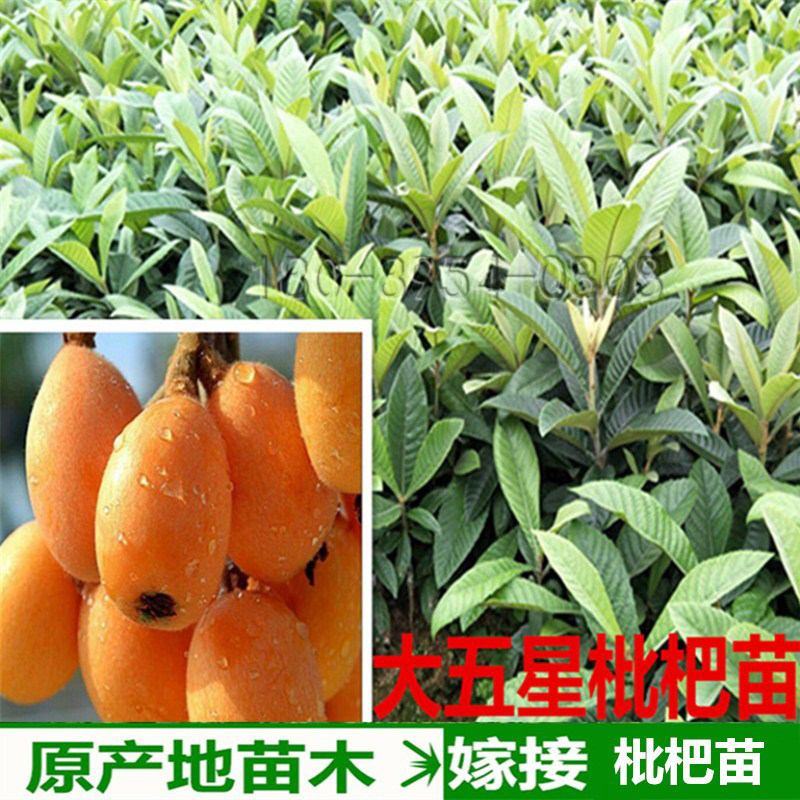 南方种植庭院嫁接六号大五星枇杷
