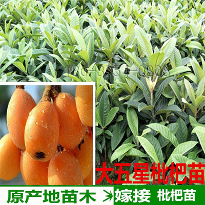 南方种植庭院嫁接六号大五星枇杷