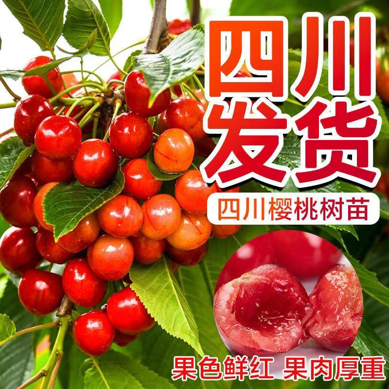 南方玛瑙红樱桃车厘子苗
