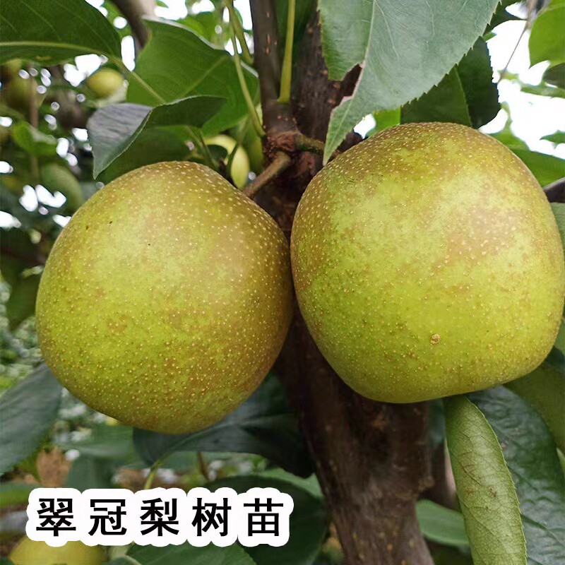 四川南北方种植早熟嫁接苗