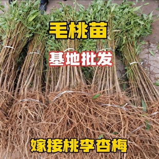四川实生桃苗毛桃树树苗山桃苗桃苗毛桃苗桃树砧木苗占地批发