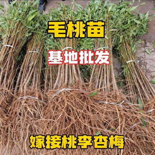 毛桃苗毛桃苗桃树实生苗