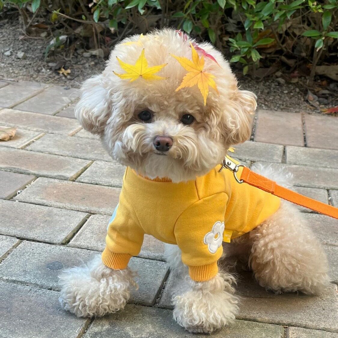 新品韩版冬新年新品猫狗宠物加绒高领绣花保暖卫衣打底衫外套衣服