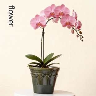 陶瓷花盆中古风高级感花卉种植盆栽花器ins风透气蝴蝶兰盆复古盆