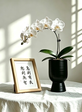 现代简约蝴蝶兰陶瓷花盆