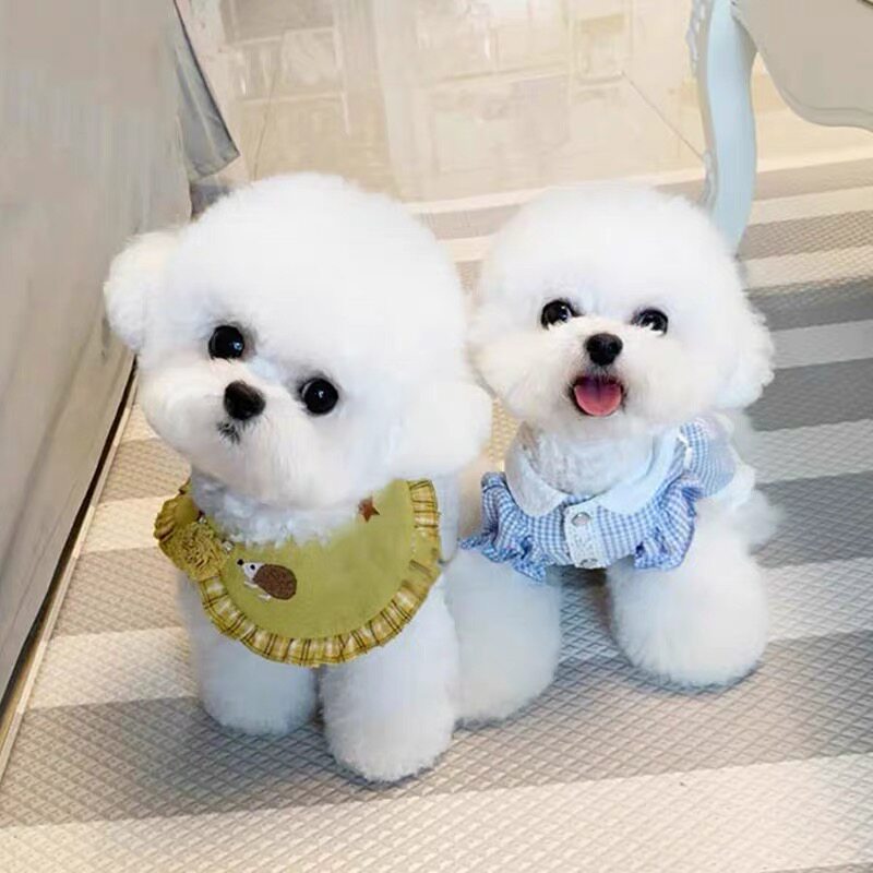 比熊幼犬博美小狗活物茶杯犬小型泰迪真狗可爱长不大宠物狗活幼体 Cku犬舍基地直销 淘优券