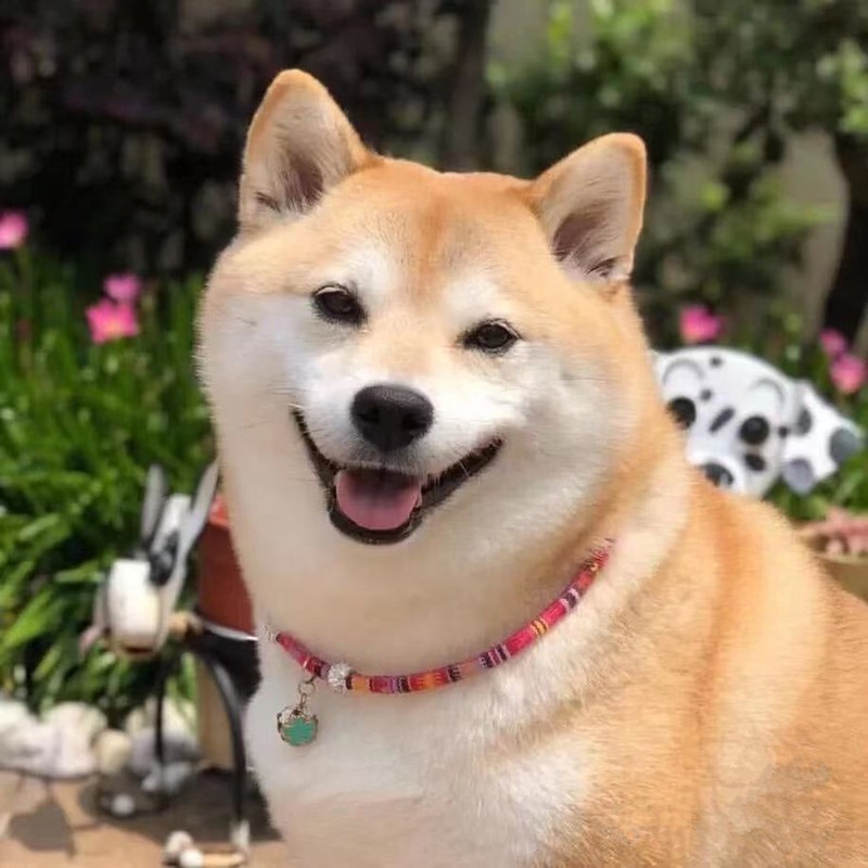 无偿领养纯种柴犬幼犬活体日本黑柴赤柴豆柴小柴犬秋田犬宠物狗狗