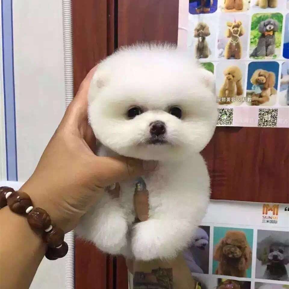出售纯种博美犬幼犬活体长不大家养茶杯博美俊介小型犬宠物狗训练