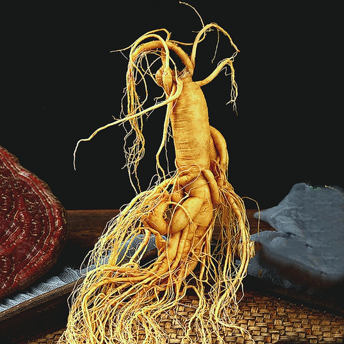 森美仁长白山人参保鲜参煲汤泡酒