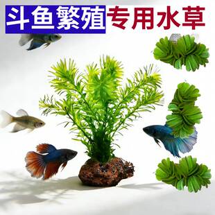 蜈蚣草斗鱼繁殖挂卵专用水草有茎类沉水型淡水绿叶净化水质水蕴草