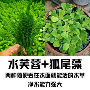 水芙蓉狐尾藻新手易养淡水绿植净化水质适合新手小白浮叶型水草