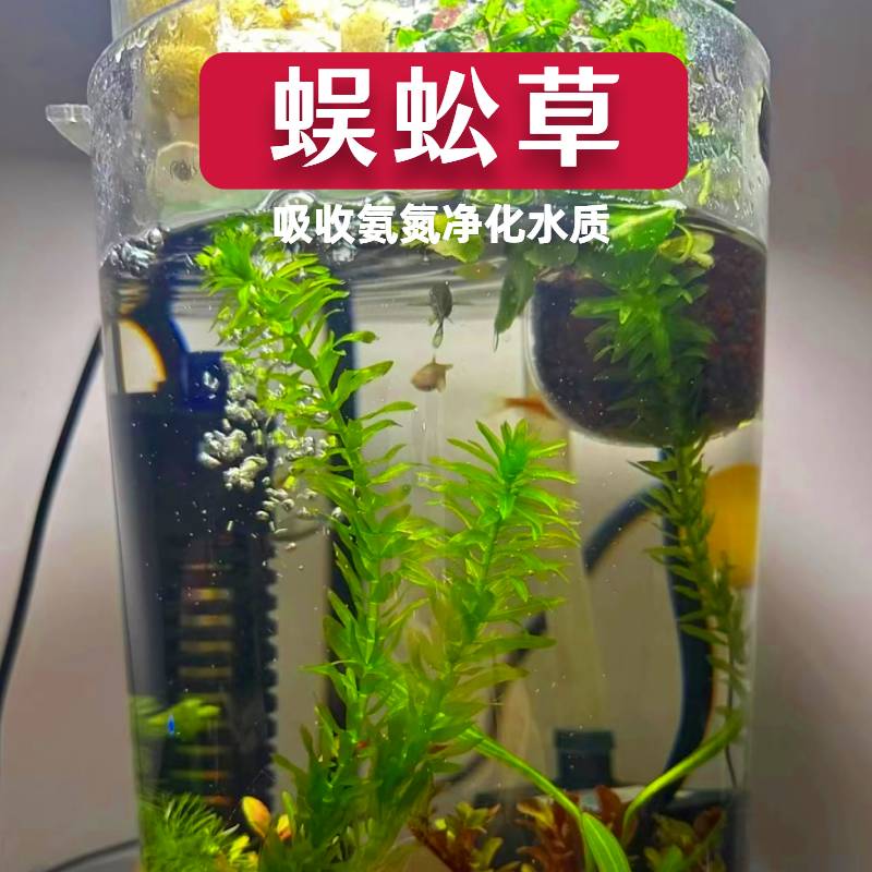 净水植物蜈蚣草绿菊淡水养龟鱼缸造景水草金鱼藻香蕉草水葫芦浮萍