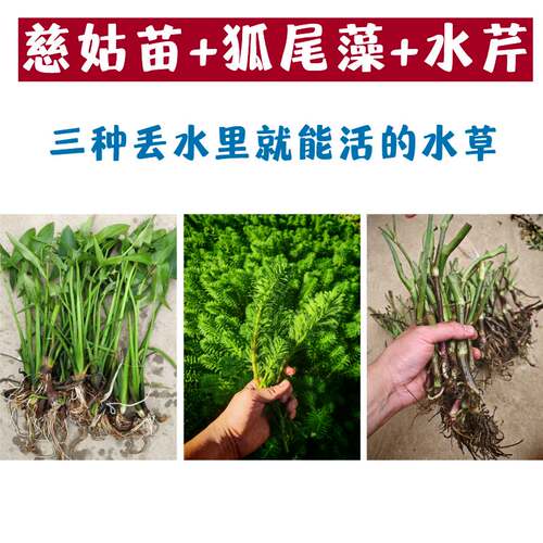 慈姑水草狐尾藻浮萍水草鱼缸造景装饰养鱼养龟漂浮真水草净化水质