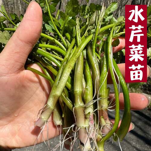 野生新鲜水芹菜沼泽过滤植物
