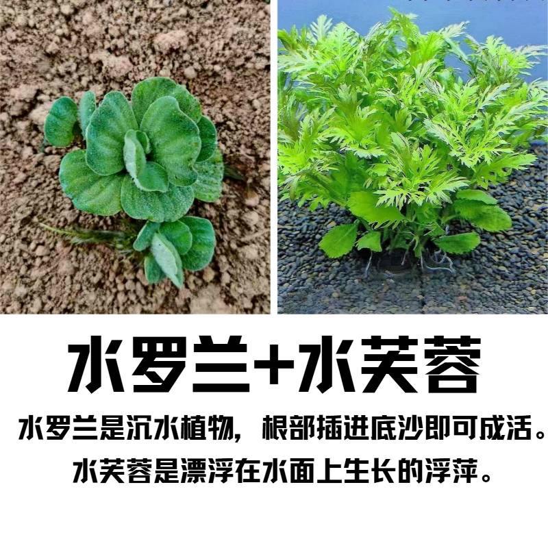 水罗兰+水芙蓉浮萍水草
