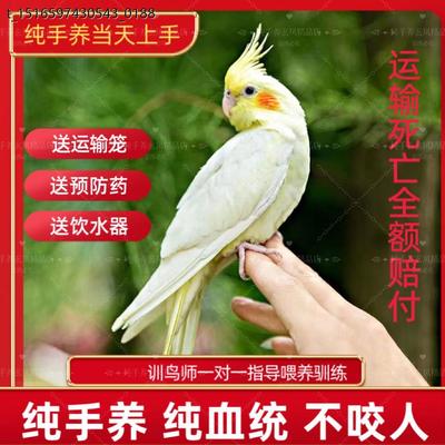 玄凤鹦鹉鹦鹉活鸟鹦鹉活鸟会说话纯手养玄凤鹦鹉会说话唱歌价格便