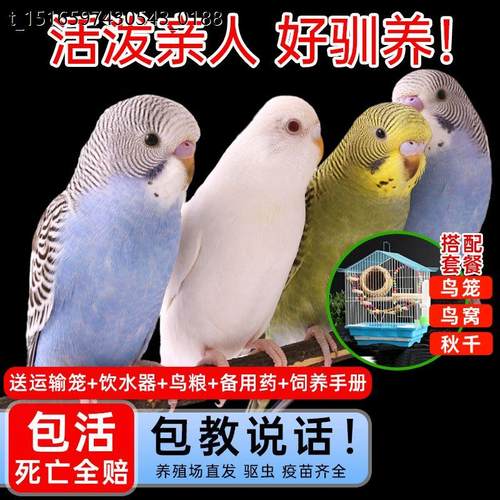 八鸟哥活鸟鹦鹉物虎皮小虎皮鹦鹉