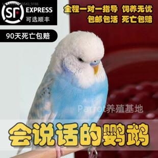 八鸟哥活鸟大头虎皮鹦鹉活鸟会说话的鹦鹉手养亲人幼鸟网红小鸟说