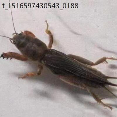 蝼蛄活虫土狗虫,按盒发货