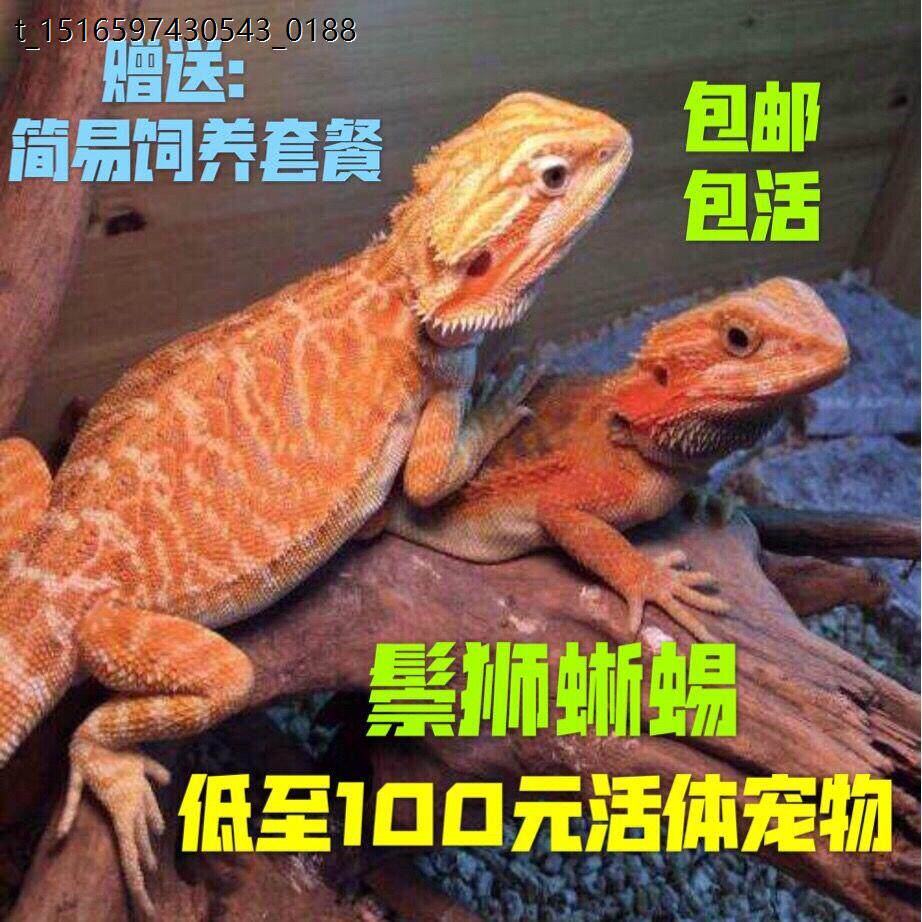 蜥蜴宠物活鬃狮体巨型异