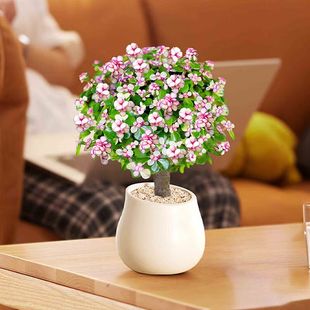 金枝玉叶盆栽棒棒糖造型老装多肉植物办公室内防辐射耐旱好养植物