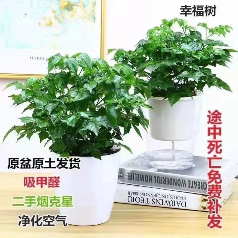 镇宅平安树安眠助眠幸福树盆栽室内办公室客厅好养庭院新房净化空