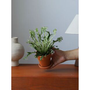 白月光鸟巢蕨白锦花叶绿植盆栽植物蕨类花卉室内耐阴桌面好养保湿