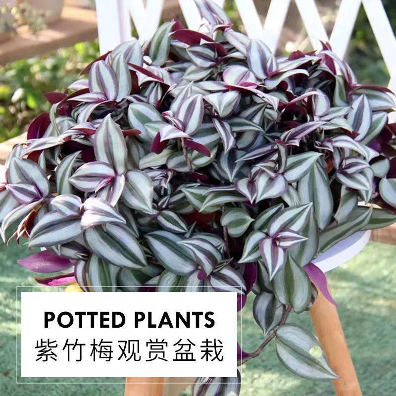紫叶吊竹梅吊兰绿植盆栽图片
