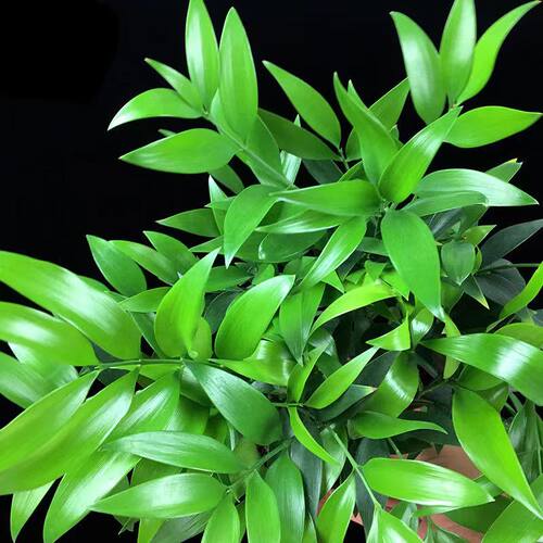 水培新宠驱蚊竹富贵竹水养植物竹柏室内客厅绿植花卉盆栽四季常青