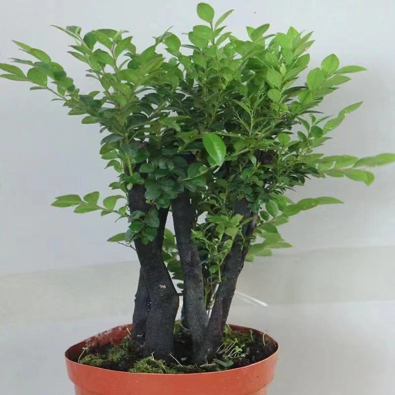 名贵小叶紫檀盆景树桩室内花卉植物办公桌面绿植树苗四季常青盆栽