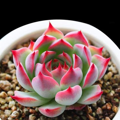 吉娃娃多肉植物新手组合套餐装超萌肉肉易爆盆办公室盆栽花卉好养