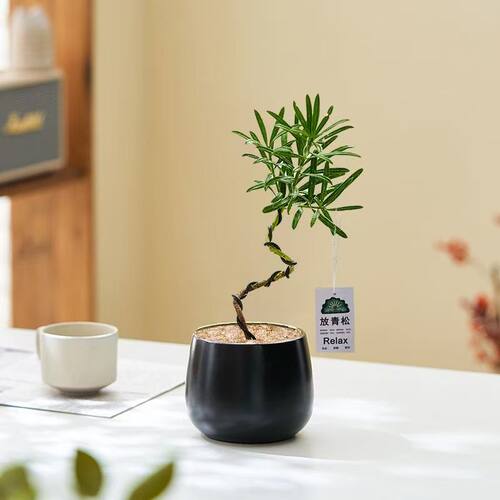 罗汉松S造型好养盆景室内阳台