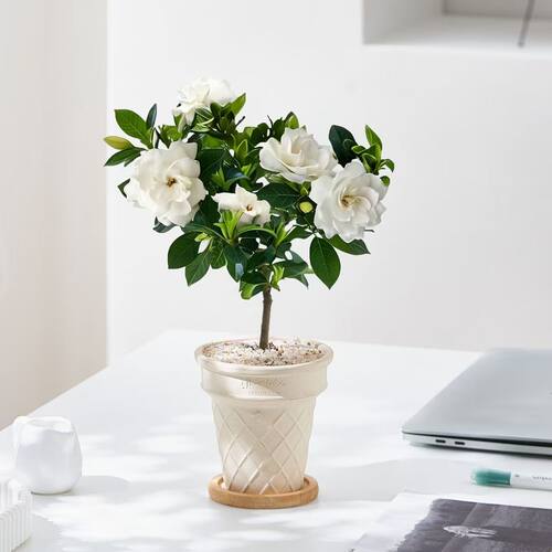 栀子花小树浓香耐阴喜水好养