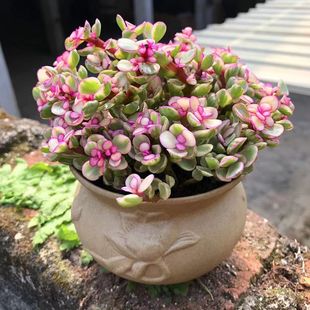 雅乐之舞多肉植物金枝玉叶花盆栽花卉办公室内防辐射新手好养绿植