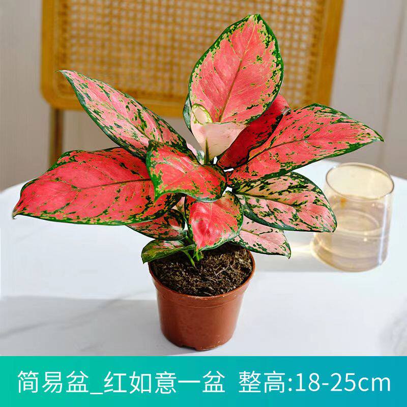 如意皇后吉利红盆栽办公室内吸甲醛小绿植懒人水培植物好养易成活