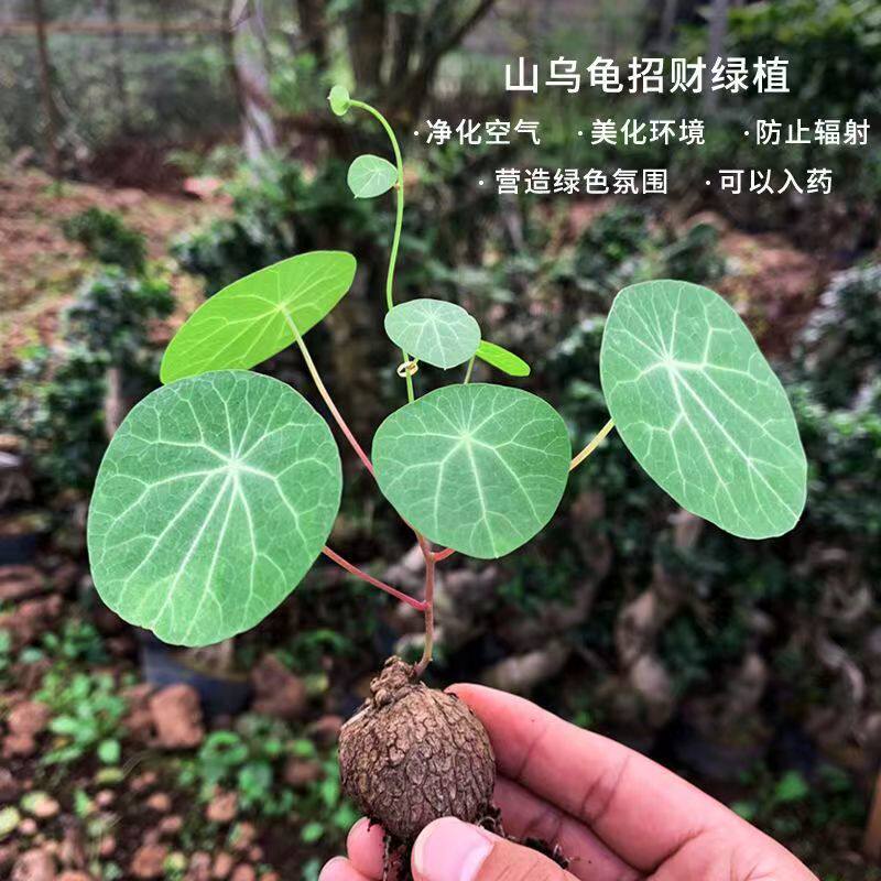 山乌龟爬藤金不换红藤血藤盆栽水培土培办公室烟台招财植物包成活 - 实物图