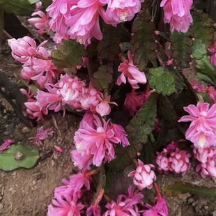 令箭荷花带根东北小粉花卉庭院多年生好养植物多色大苗重瓣大花
