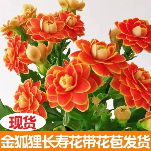 稀有长寿花金狐狸精品大盆重瓣四季开花新品客厅室内桌面绿植花卉