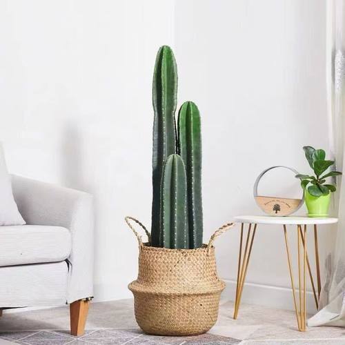 量天尺龙骨仙人掌懒人多肉植物