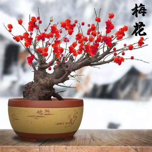 老桩腊梅红梅绿梅树造型盆栽花卉植物室内四季好养浓香型盆景耐寒