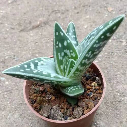 稀有品种什锦芦荟翠花掌多肉植物耐阴净化空气办公室好养易繁殖