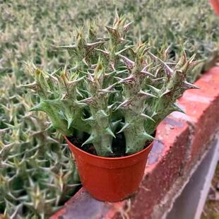 萝藦紫龙角多肉植物稀有趣味奇特开花盆栽怪阳台桌面办公室好养植