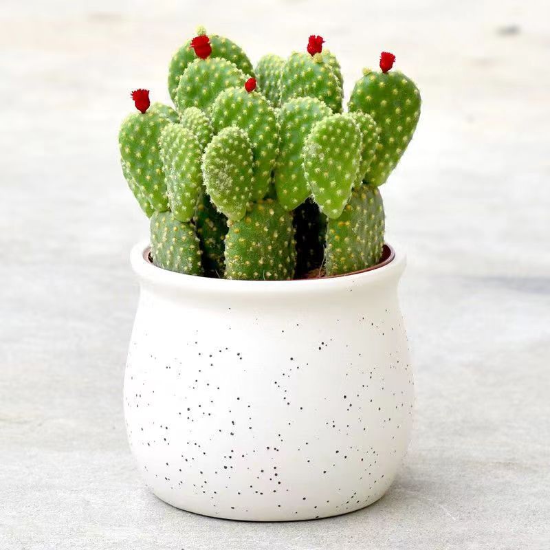 【荐】黄毛掌可爱兔耳仙人掌多肉植物防辐射盆栽花卉办公室内植物