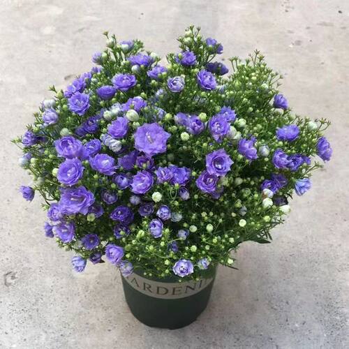 丹麦风铃花盆栽带花重瓣花苞四季开花耐寒好养活室内庭院阳台绿植