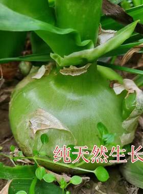 虎眼万年青盆栽花卉多肉植物四季好养宿根庭院阳台药用价值可食用