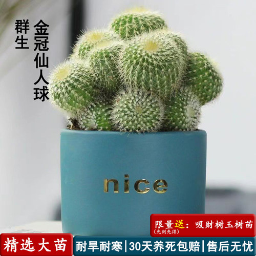 金冠多球仙人球好养活