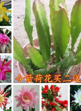 【任选二颗送一颗】令箭荷花东北小粉垂吊多肉植物花四家好养盆栽