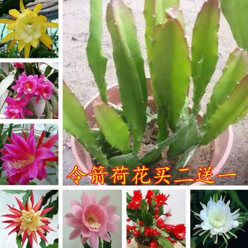 【任选二颗送一颗】令箭荷花东北小粉垂吊多肉植物花四家好养盆栽