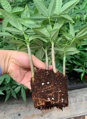 发财树五福盆栽植物室内四季常青绿植客厅办公室花卉招财树小盆景