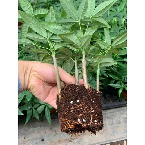 发财树五福盆栽植物室内四季常青绿植客厅办公室花卉招财树小盆景